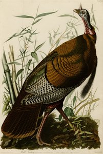 Platta 1 i Birds of America med vilda kalkoner. av John James Audubon