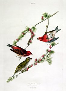 Purple Finch, från Birds of America, graverad av William Home (1788-1859). av John James Audubon