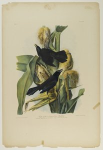 Purple Grackle eller Common Crow Blackbird, tryckt av Julien Bien och publicerad av Roe Lockwood & Son, 1861 (kromolitografi) av John James Audubon