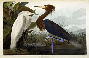 Purpurhäger, ca 1835 av John James Audubon