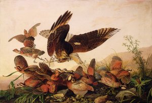 Rödaxlad hök attackerar rapphöns, 1827 av John James Audubon