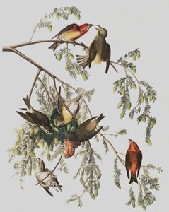 Röd korsnäbb, Loxia Curvirostra, från "The Birds of America" av John J. Audubon, pub. 1827-38 av John James Audubon