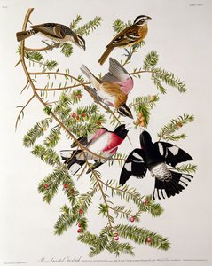 Rose-breasted Grosbeak, från 