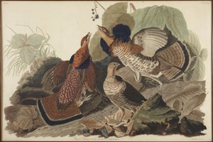 Kraggrouse av John James Audubon