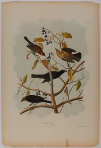 Rostig grackle av John James Audubon