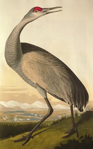 Sandhill Crane, från "Birds of America", graverad av Robert Havell (1793-1878) 1835