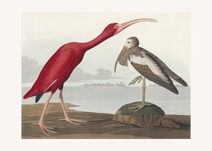 Scharlakansibis ur *Birds of America* (1827) av John James Audubon