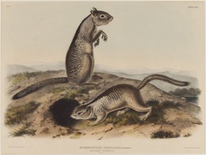 Spermophilus Douglassii (två douglasekorrar) av John James Audubon