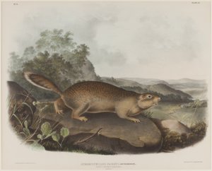 Spermophilus Parry (Parrys murmeldjur) av John James Audubon