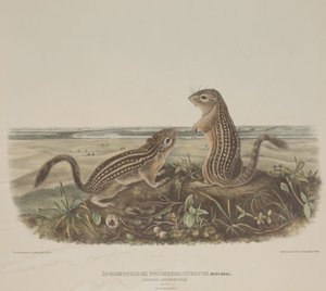 Spermophilus Tridecemlineatus (två leopardekorrar) av John James Audubon