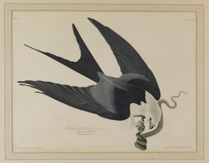Svalstjärtad glada av John James Audubon