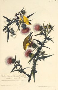 Den amerikanska guldfinken. Från The Birds of America, 1827-1838. av John James Audubon
