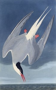Den arktiska tärnan. Från The Birds of America, 1827-1838. av John James Audubon