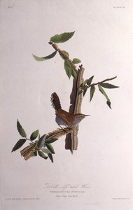Bewicks gärdsmyg. Från The Birds of America, 1827-1838. av John James Audubon
