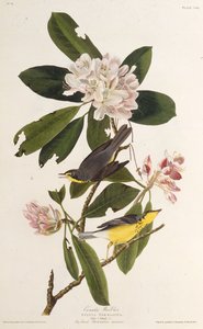Kanadasångaren. Från The Birds of America, 1827-1838. av John James Audubon