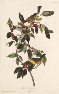 Nashvillesångaren. Från The Birds of America, 1827-1838. av John James Audubon