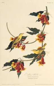Rathbone Warbler. Från The Birds of America, 1827-1838. av John James Audubon
