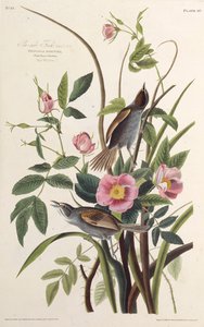 Havsfinken. Från The Birds of America, 1827-1838. av John James Audubon