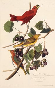 Den röda sommarfågeln. Från The Birds of America, 1827-1838. av John James Audubon