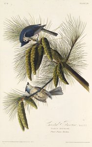 Svartkrönt mes. Från The Birds of America, 1827-1838. av John James Audubon
