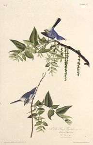 Den blågrå knottfångaren. Från The Birds of America, 1827-1838. av John James Audubon