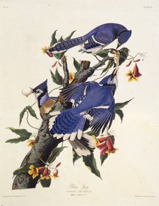 Blåskrikan. Från The Birds of America, 1827-1838.