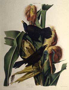 Det vanliga gracklet. Från The Birds of America, 1827-1838. av John James Audubon