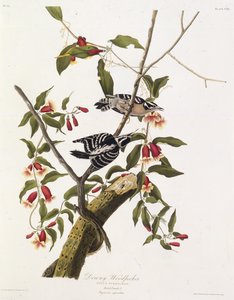 Den duniga hackspetten. Från The Birds of America, 1827-1838. av John James Audubon