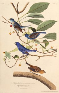 Indigofåglarna. Från The Birds of America, 1827-1838. av John James Audubon