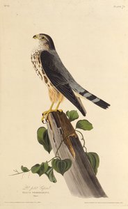 Merlinen. Från The Birds of America, 1827-1838. av John James Audubon