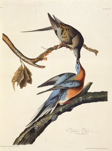 Passagerarduvan. Från The Birds of America, 1827-1838. av John James Audubon