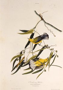 Den protonotära sångaren. Från The Birds of America, 1827-1838. av John James Audubon