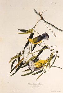 Den protonotära sångaren. Från The Birds of America, 1827-1838. av John James Audubon