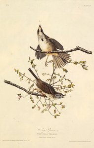 Låten sparv. Från The Birds of America, 1827-1838. av John James Audubon
