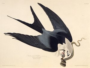 Den svalstjärtade draken. Från The Birds of America, 1827-1838. av John James Audubon