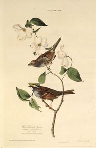 Vitstrupsparven. Från The Birds of America, 1827-1838. av John James Audubon