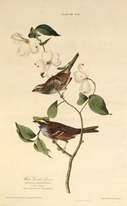 Vitstrupsparven. Från The Birds of America, 1827-1838. av John James Audubon