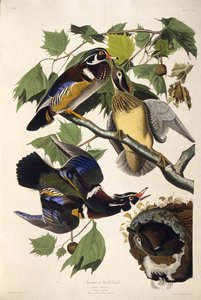 Vedankan. Från The Birds of America, 1827-1838. av John James Audubon