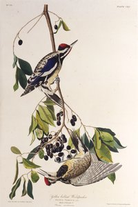 Den gulbukiga sapsuckaren. Från The Birds of America, 1827-1838. av John James Audubon