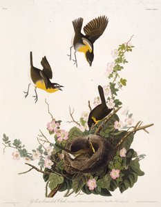 Den gulbröstade chatten. Från The Birds of America, 1827-1838. av John James Audubon