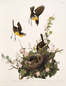 Den gulbröstade chatten. Från The Birds of America, 1827-1838. av John James Audubon