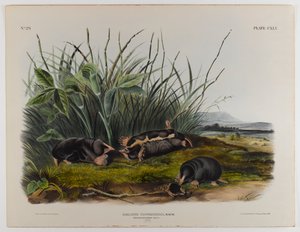 swed av John James Audubon