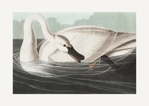 Trompetsvan från *Birds of America* (1827) av John James Audubon