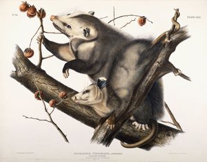 Virginian Opossum, 1845 av John James Audubon