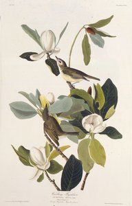 Warbling flugsnappare. Från The Birds of America, 1827-1838. av John James Audubon