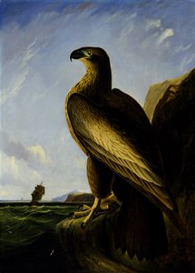 Washington Havsörn av John James Audubon