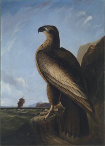 Washington Havsörn av John James Audubon