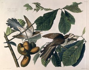 Gulnäbbad gök, från "Birds of America", graverad av William Home Lizars (1788-1859) och retuscherad av Robert Havell (1793-1878) 1829 av John James Audubon