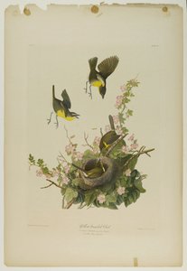 Yellow-breasted Chat, tryckt av Julien Bien och publicerad av Roe Lockwood & Son, 1861 (kromolitografi) av John James Audubon