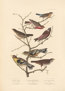 Lazulifink av John James Audubon/ Rob Havell